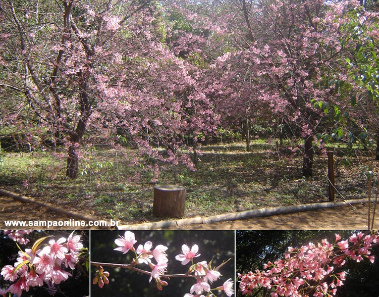 Cerejeiras em flor no Parque Estadual Alberto Lofgren
