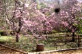 Cerejeiras em flor no Horto Florestal