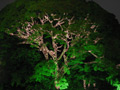 rvore decorada no Parque do Trianon