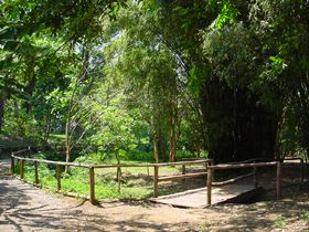 Uma das trilhas, densamente arborizadas