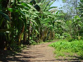 O bosque das bananeiras
