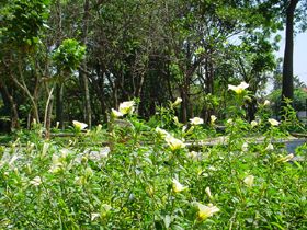 Um dos tantos canteiros floridos