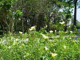 Um dos tantos canteiros floridos